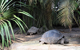 black turtle beside palm trees